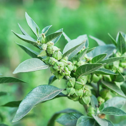 Ashwaganda, Potencia Tu Energía y Bienestar Naturalmente 🌿