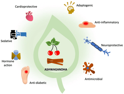 Ashwaganda, Potencia Tu Energía y Bienestar Naturalmente 🌿
